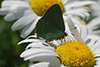 Callophrys rubi